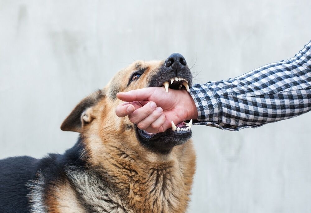 Dog Bite Lawyer in New York City
